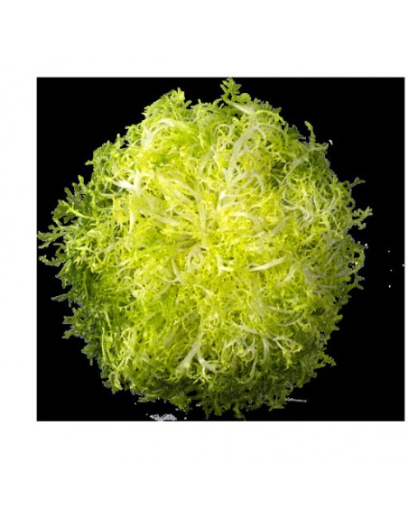 ESCAROLA FRISE GRANEL 6 PZ