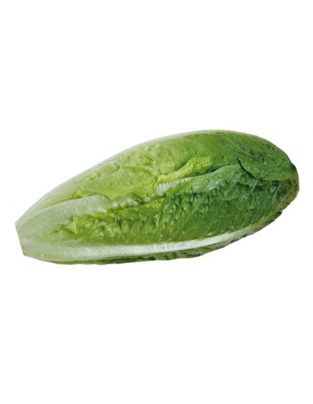 LECHUGA ROMANA PACK 1 (10P)