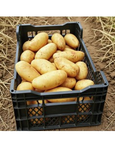 SACO PATATAS 25 KG.