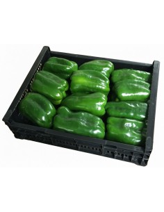 PIMIENTO VERDE
