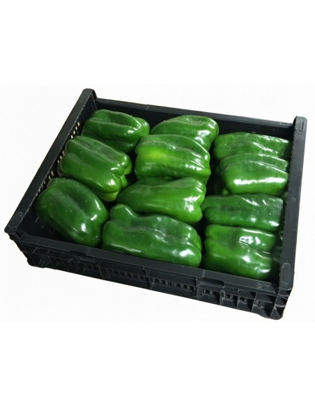 PIMIENTO VERDE