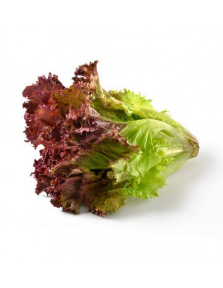 LOLLO ROSSO 1 PZ X 10