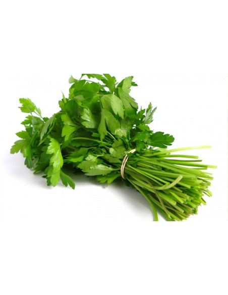 CILANTRO
