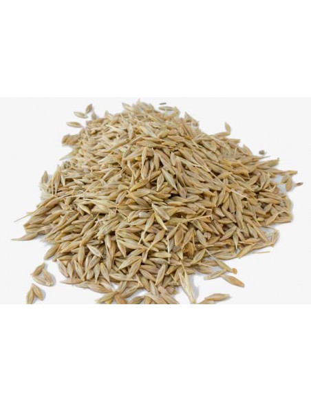 CEBADA CABALLAR 35 KG.