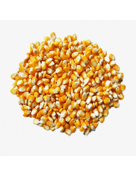 MAIZ 25 KG.