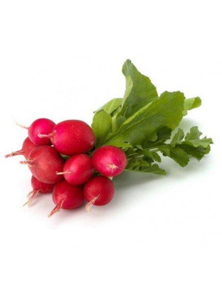 RABANILLAS - RABANITOS