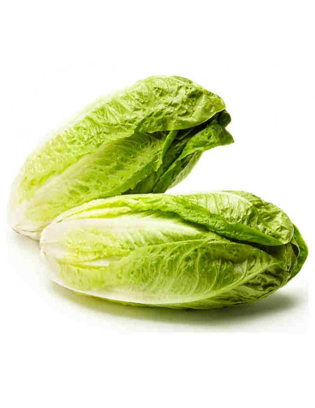 CORAZON DE LECHUGA PACK 2