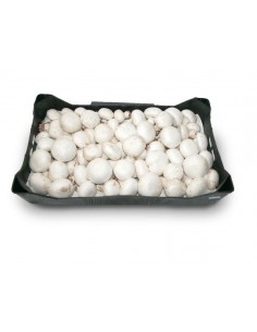 CHAMPIÑON ENTERO CAJA GRANEL