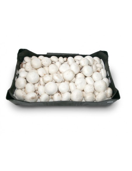 CHAMPIÑON ENTERO CAJA GRANEL