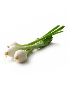 CEBOLLA FRESCA - CEBOLLETA