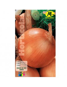 SEMILLAS CEBOLLA VALENCIANA GRANO EVA TARDIA -MAXI-
