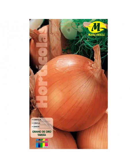 SEMILLAS CEBOLLA VALENCIANA GRANO EVA TARDIA -MAXI-