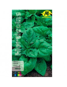 SEMILLAS ESPINACA VIROFLAY -MAXI-