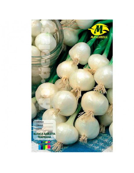 SEMILLAS CEBOLLA TEMPRANA BARLETTA -MAXI-