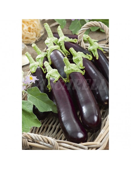 SEMILLAS BERENJENA LARGA MORADA -MAXI-